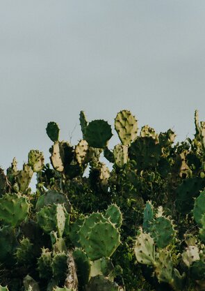 pexels_kassia_melo_17667643