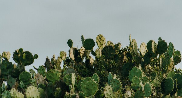 pexels_kassia_melo_17667643