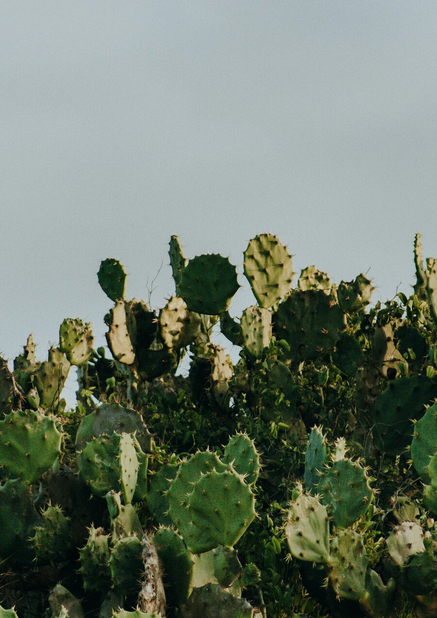 pexels_kassia_melo_17667643